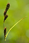 BB 05 0280 / Carex hartmanii / Hartmansstarr